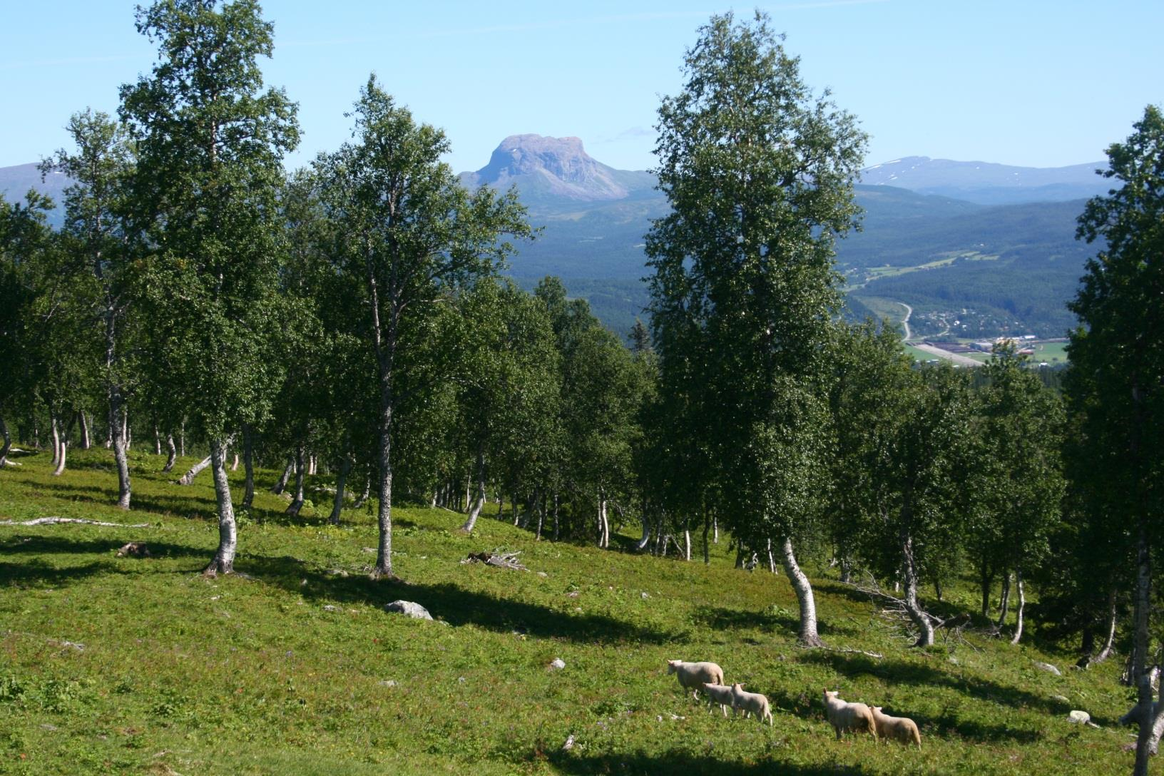 Levende fjellbygder aktivt