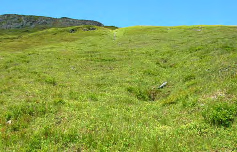 1b Grassnøleie Økologi: Grassnøleier opptrer over skoggrensa på steder med mindre ekstreme snøforhold enn i mosesnøleier, men med bedre snødekke enn risheier.