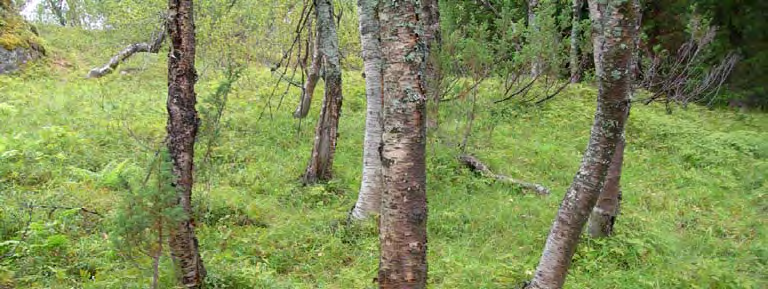 Forekomst: Lav- og lyngrik bjørkeskog forekommer spredt i de fleste av skogområdene, men med hovedvekt i strøk med tynt jordsmonn over harde bergarter, oftest på rygger og kolletopper.