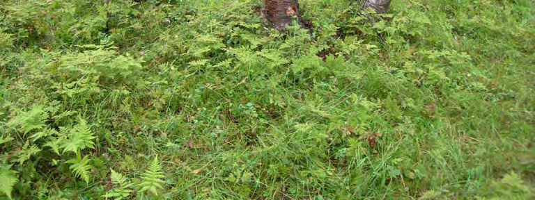 Andel lav- og lyngrik bjørkeskog utgjør 13,7 % av totalarealet under skoggrensa. Beiteverdi: Typen har lite av beiteplanter og utgjør mindre godt beite.