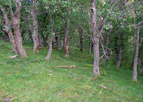 grasarter, og kan dominere vegetasjonen der beitinga har vært sterk.