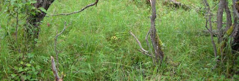 Den opptrer dessuten langs bekkeløp og myrkanter, men som regel i soner som er for smale til å kartfestes. Rik sumpskog utgjør 1,7 % av kartlagt areal under skoggrensa.