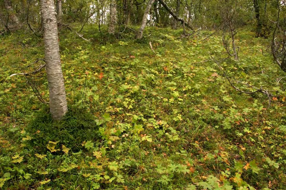 Delområde 3. Rottenvikområdet Delområdet omfatter skogdekte og bosatte områder fra Heimstad ved Eidbukta til Rokkasundet Brennåsen, og opp til snaufjellet ved Eidnasen og Rottenvikfjellet.