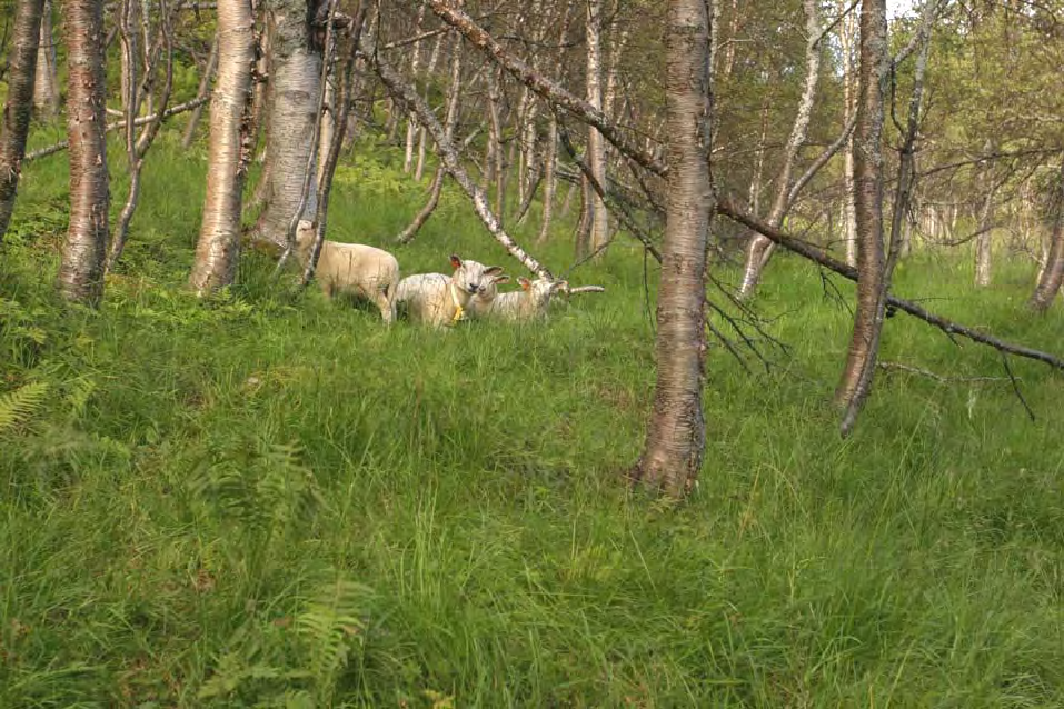 Bilde 36. Store deler av skogen ved Rottenvik er grasrik og har preg av beiting (PKB). Delområde 4.