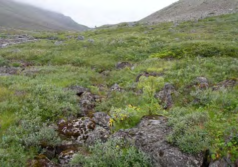 Bilde 42. Høgstaudeeng med vier dominerer de nedre deler av Tyttebærdalen (FAH). Bilde 43. I øvre deler av dalen preger rishei og grassnøleier vegetasjonen (FAH).