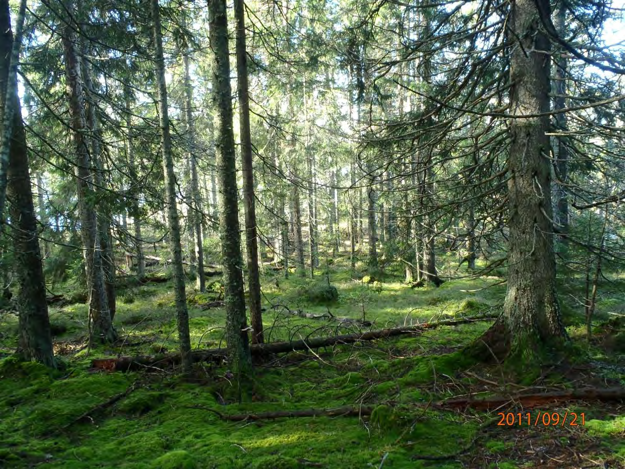 Foto: Frode Løset, Sweco Norge AS Gammel