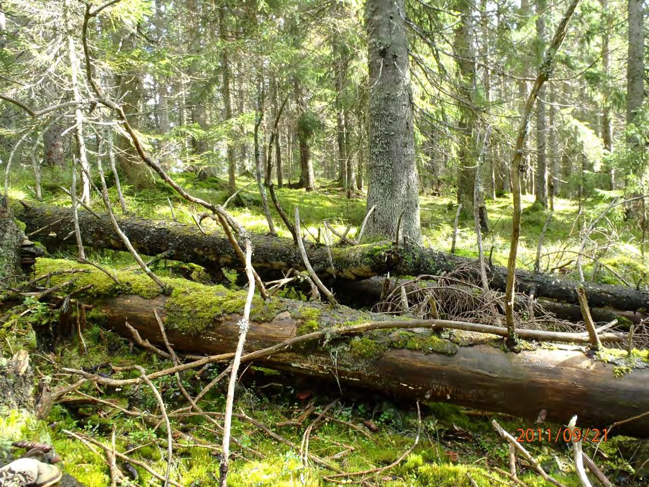 Typisk skogbilde i granskogen øst for