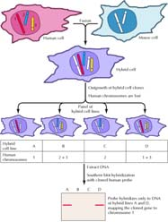 11 Cellehybridpanel Humane kromosomer (eller