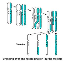 Homolog rekombinasjon i meiosen Sannsynligheten for at to loci skal ende opp på separate