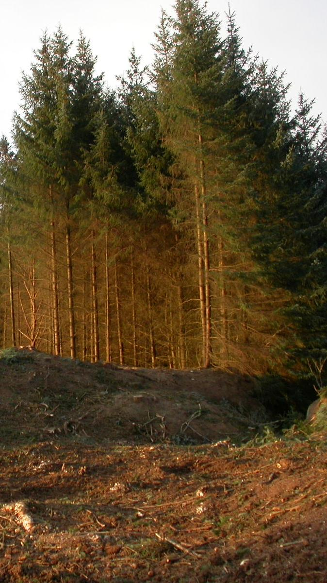 Et nytt vanskelig område er for eksempel skog Hvordan kartlegge INON og bruke dataene i skogsplanlegging mm Oppfølging av klimameldingen - klimaskog Forskrift om utsetting av utenlandske