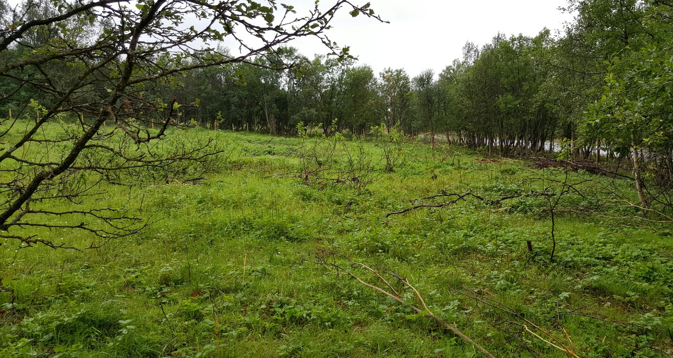 På det første beitet, «Beite gammel voll/skog», hvor kjeene hadde beitet i 35 dager, lå gjennomsnittlig tilvekst på 2,9 kg pr dyr, det vil si 83 gram pr dag.