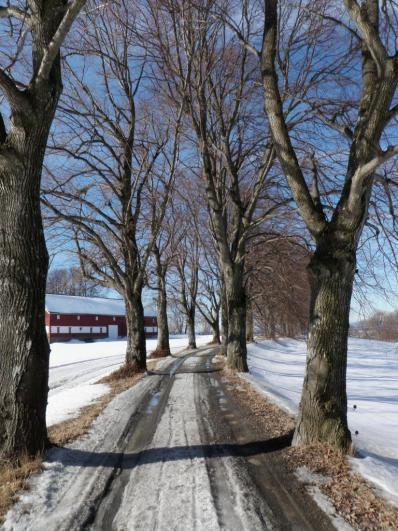 2.2.1 Alleer Søndre Jeløy har en rekke historiske alleer, enkelte som kan dateres tilbake til 1700-tallet.