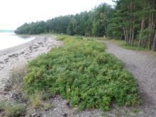 Planten formerer seg både vegetativt og med frø, og har en svært ekspansiv vekst. Der den vokser, fortrenger den raskt stedegne arter.