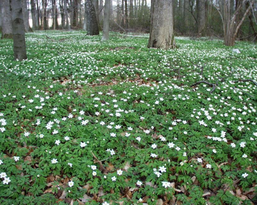 2. Naturkvaliteter og verneverdier 2.1 Områdebeskrivelse Foto Gunnar Bjar Søndre Jeløy og flere av herregårdene er godt beskrevet i en rekke ulike verk.