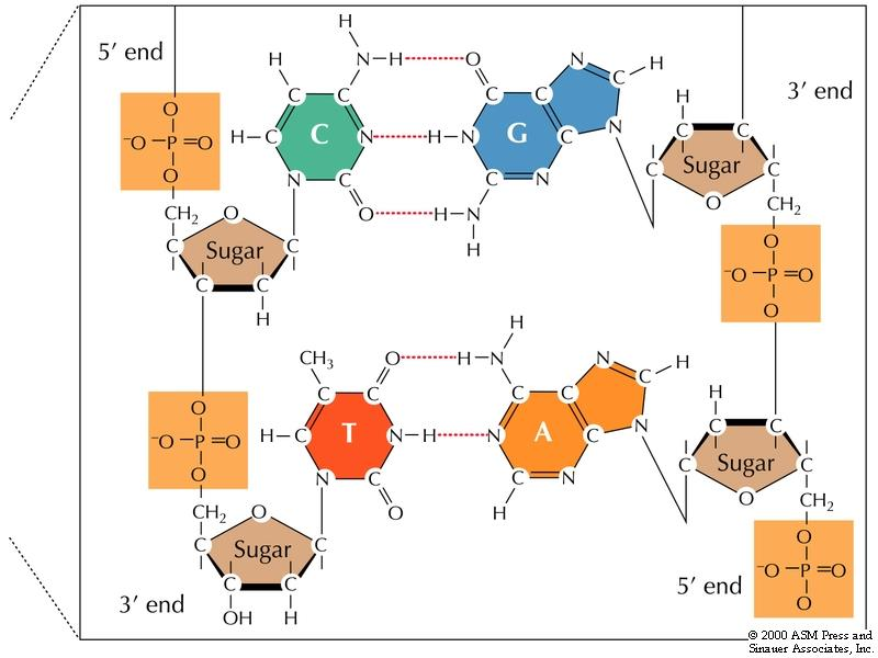 base-paring i dobbelttråd DNA komplementær A T