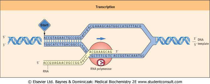 Transkripsjon: DNA RNA Det blir laga ein RNA-kopi av ein del av DNA-tråden