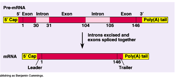 Transkripsjon: RNA Prosessering Eukaryote gen: kodande DNA sekvensar exon (av expressed = uttrykt) er avbrotne av ikkje-kodande sekvensar intron (intervening sequences) Frå
