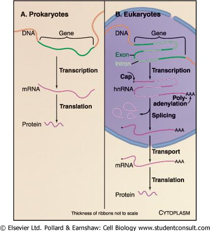 Transkripsjon: DNA RNA Ulikheiter i eukaryot og prokaryot genuttrykk