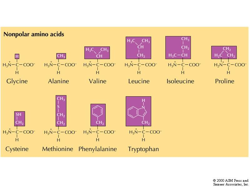 Dyreceller brukar 20 ulike aminosyrer som byggesteinar i protein