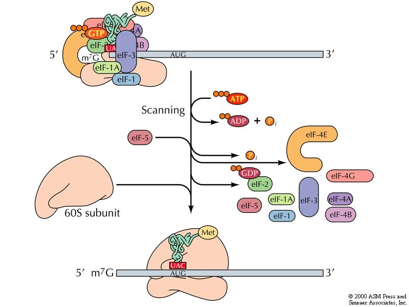 Translasjon: Initiering Første kompleks 40S subeininga av ribosomet og trna-met bind 5 cap på mrna Scanning Initierings-komplekset flyttar seg