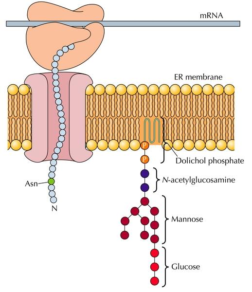 Post-translasjonell modifisering Glykosylering (sukkerkjeder) og interne bindingar i ER og Golgi Trimming, spalting, aktivering av propeptid (proteolytisk