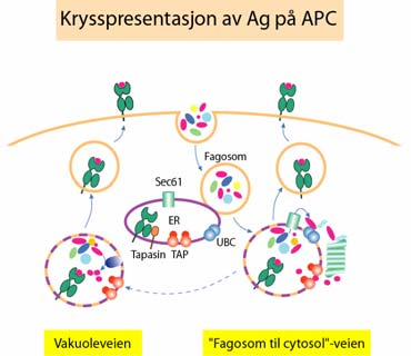 eksogene antigener