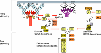 stedet Opsonisering (C3b).