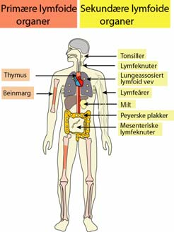 lymfeknute