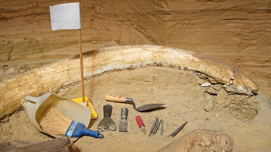 Paleontologer fant snart ut at de hadde funnet et 26.000 år gammelt gravsted av colombianske, langhårede mamutter. Per dags dato er 52 av dem gravd frem.