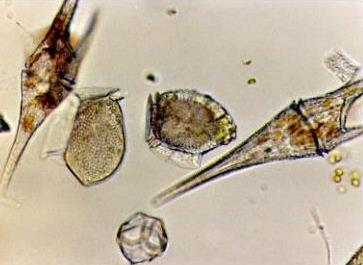 Planteplankton (planktoniske alger) I klassifieringsveileder 2:2013 inngår pr.