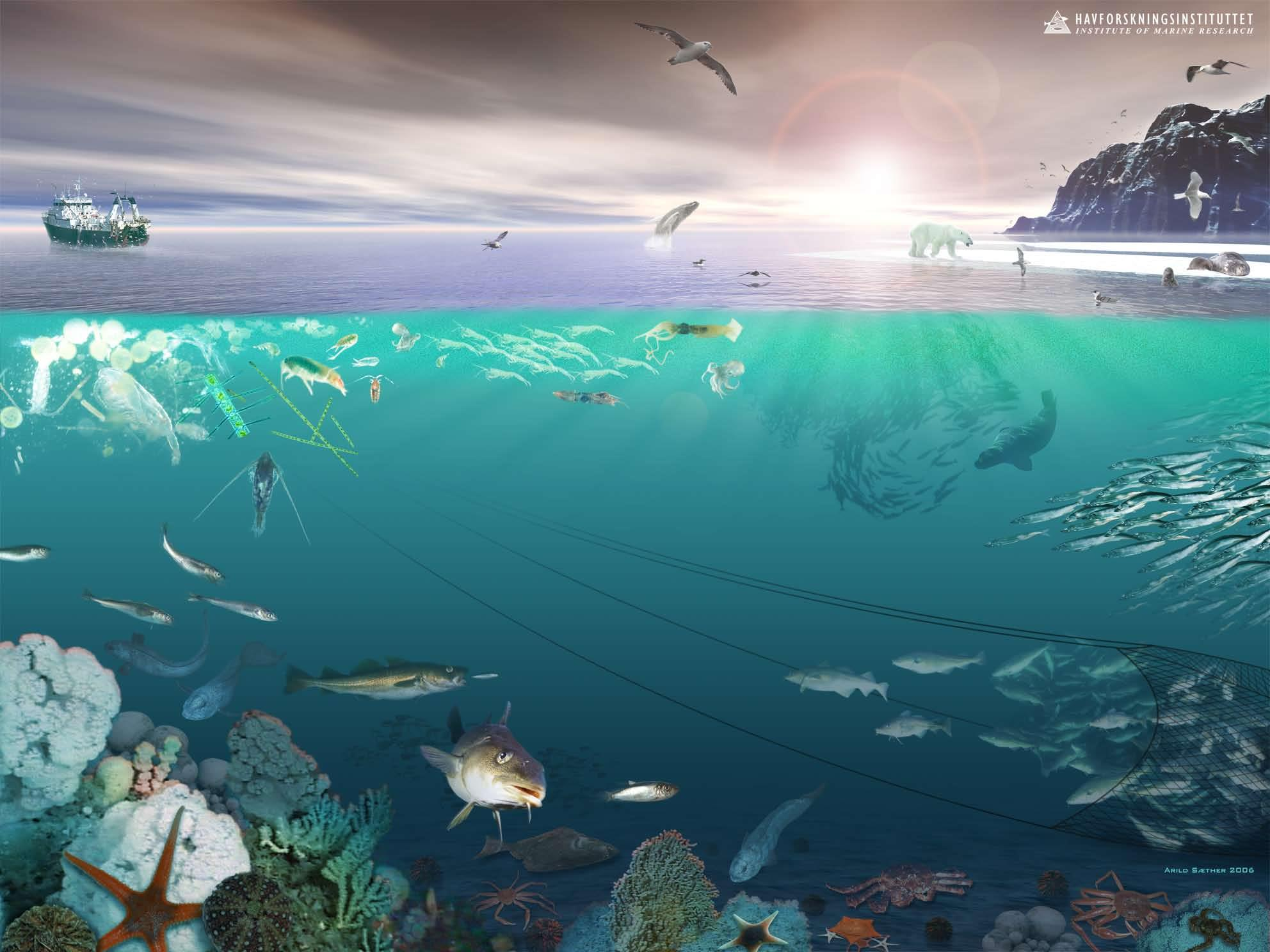 Økosystembasert forvaltning Fiskeriaktivitet Fiskedødelighet Demografiske effekter Evolusjonære effekter Bifangst Habitat effekter Klima Predator