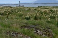 Flere øyer med kun naturlig vegetasjon (lyngmark etc.) men uten sauer hadde mer sportegn av vånd enn øyer med grasmark og sauer.