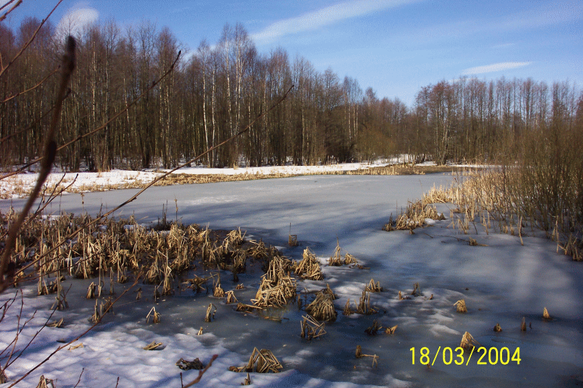 Virikdammen om vinteren Forholdene under isen.