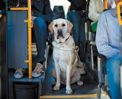 BEHOLDE ROEN: For å kunne bli en god førerhund, må visse egenskaper være til stede. Å ta kollektivtransport er en av testene førerhund-emnet må gjennom.