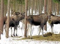 ELGFÔRING Kan stoppe elgtrekket eller gjøre dyrene mer stasjonære Første fòringsplassene etablert i Stor-Elvdal vinteren 88/89 Grunneiere fòret