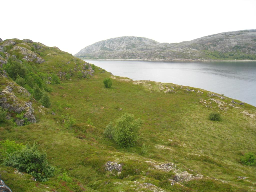 Figur 8: Område 3 før prøvestikking. Hjertøysundet og Store Hjertøya i bakgrunnen. Tatt mot V. Område 4: Det går et smalt daldrag orientert NØ-SV over den nordvestlige delen av Lille Hjertøya.
