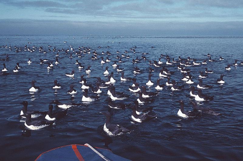 Lomvi Data fra det Nasjonale overvåkingsprogrammet for sjøfugl indikerer for perioden 1980-2013 en bestandsnedgang på 99 % i Norskehavet og en noe mindre nedgang i Barentshavet.