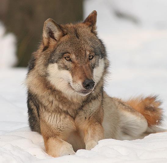 Rødlista Ulv Kritisk trua (CR) i 2015 2013-14: 21 kjønnsmodne ulv med tilhold kun i Norge, 38 i Norge og/eller Sverige, 280 i Sverige Terskelverdien for plassering i kategori