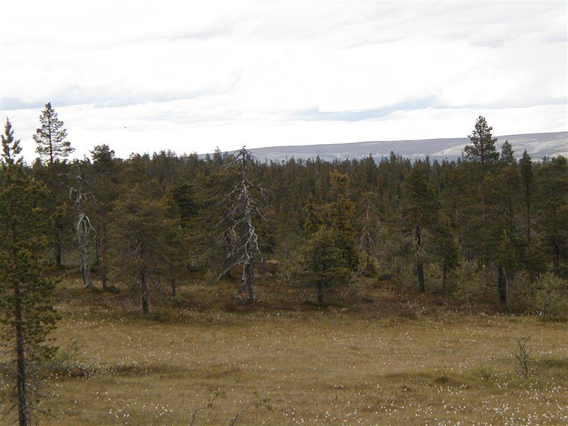 med innslag av gadd fra kjerneområde 2.