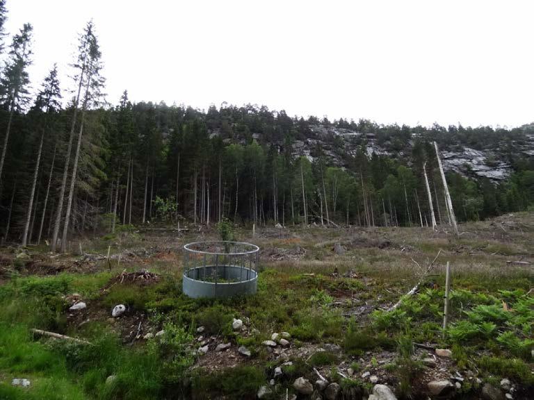 Det vurderte området slutter inn mot et hogstområde i øst (pkt. 8 i kart 01). Skrenten over hogstområdet er bratt, men i hovedsak stabil (figur 18).