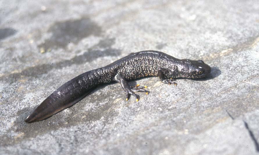 STOR SALAMANDER TRITURUS