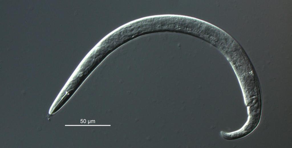 Pin-nematode (Paratylenchus spp. og Gracilacus spp.). I litteraturen er det oppgitt at disse nematodene sjelden gir skade på plantene, bare hvis de opptrer i svært stort antall.