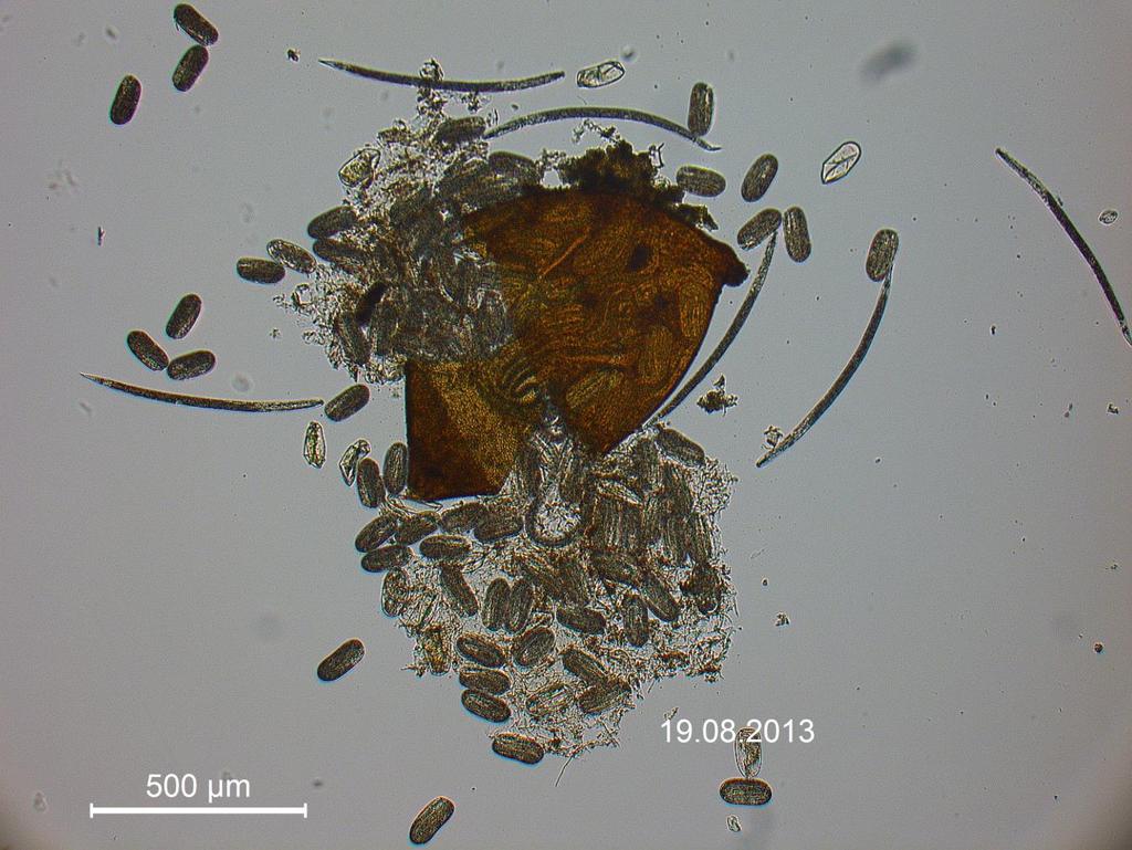 Kløvercystenematoder ble funnet i flere prøver, men i svært begrenset antall. Bildet viser en knust cyste og dens innhold av egg og juveniler.