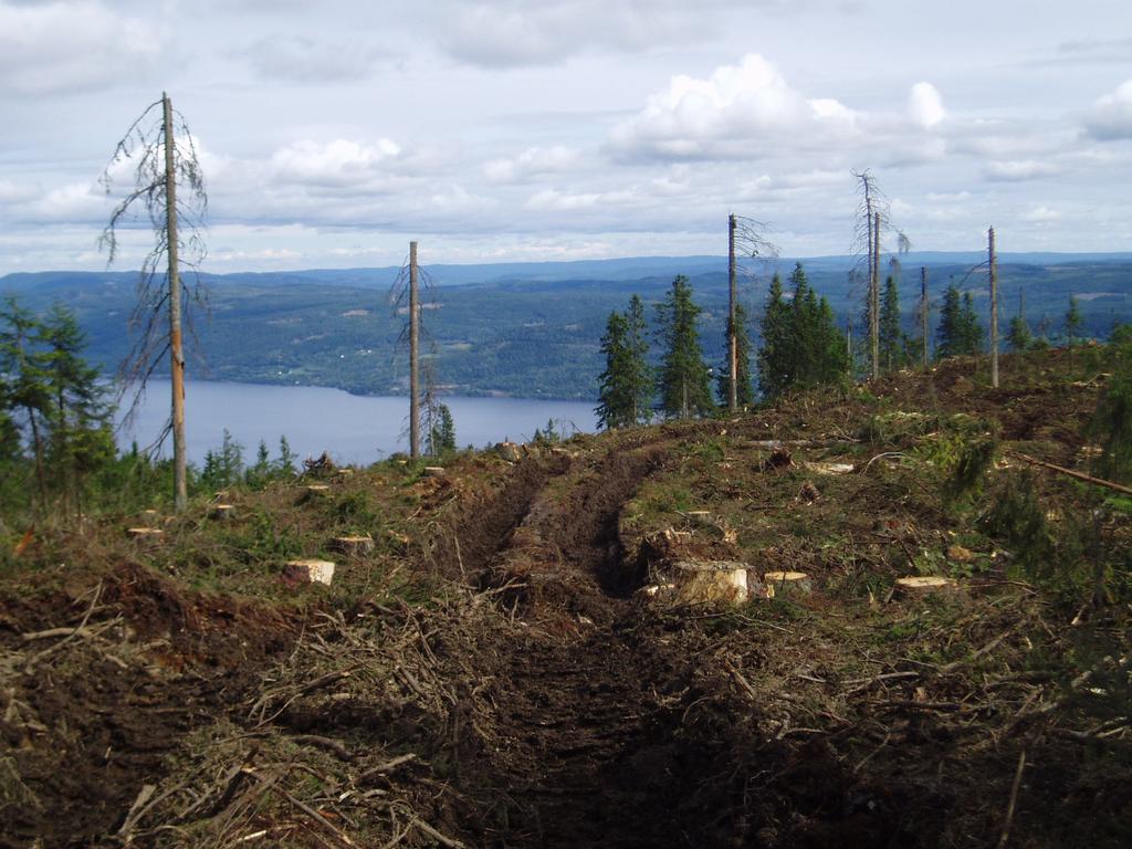 BÆREKRAFTIG SKOGBRUK I NORGE? Hva er et bærekrahig skogbruk? Hvilke miljøhensyn tas i dagens skogbruk? BærekraHig potensial i norsk skog tar dese hensyn Tl miljø?