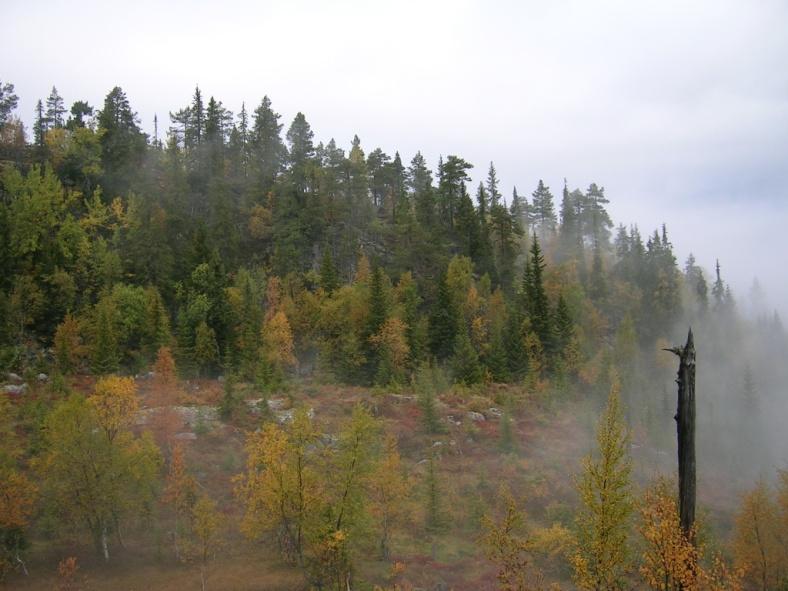 Miljøhensyn i norsk skogbruk Ca 6% av totalt skogareal er vernet 4% av skogen er naturreservater og nasjonalparker Inngrepsfrie naturområder utgjør ca 6% av produktvt skogareal Skogbruket er