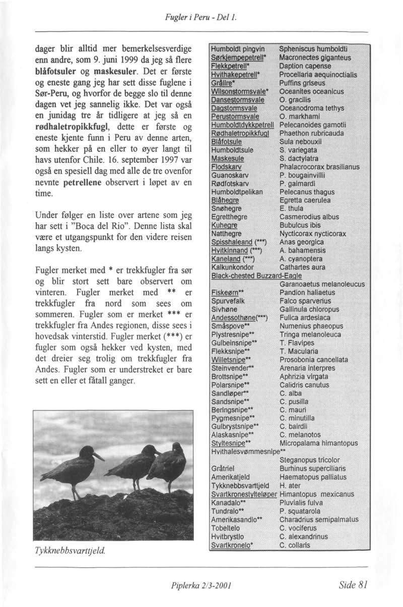 Fugler i Peru - Del 1. dager blir alltid mer bemerkelsesverdige enn andre, som 9. juni 1999 da jeg så flere blåfotsuler og piaskesuler.