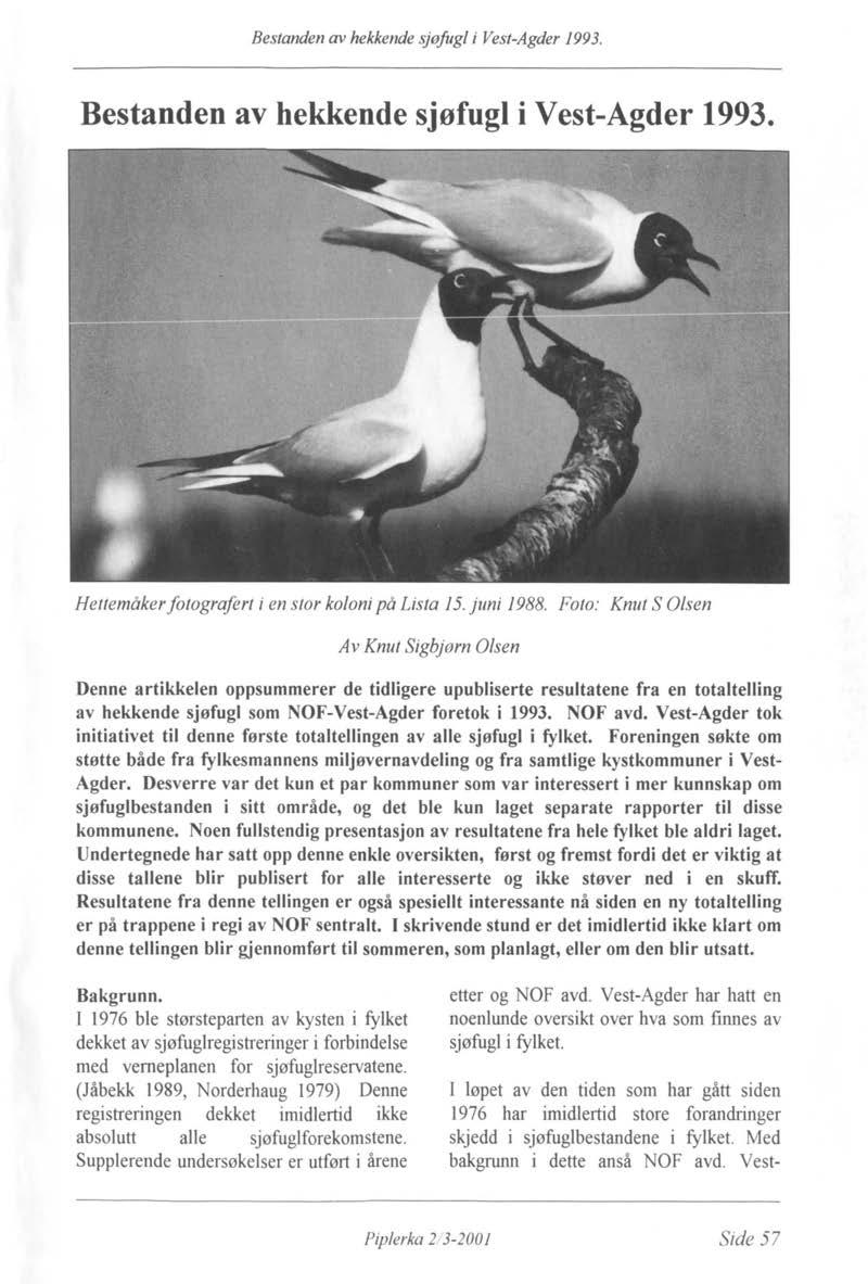 Bestanden av hekkende sjøfugl i Vest-Agder 1993. Bestanden av hekkende sjøfugl i Vest-Agder 1993. Hettemåker fotografert i en stor koloni på Lista 15. juni 1988.