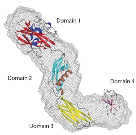 LPMO10s og GH18s fra menneskepatogener GbpA Listeria monocytogenes Paspaliari D, Loose JSM et al (2014) FEBS J LmLPMO10 er et aktivt enzym, men er ikke sekretert når kitin er tilstede Vibrio cholerae
