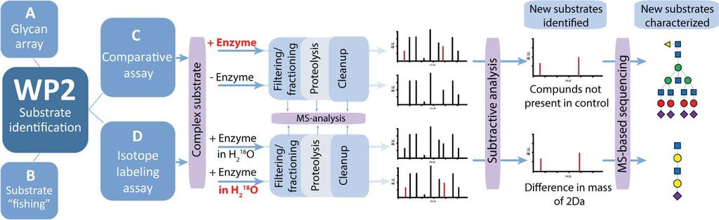 Nytt FRIMEDBIO prosjekt Discovering new functions of carbohydrate-active enzymes to unravel novel mechanisms of bacterial virulence - 2016-2019.