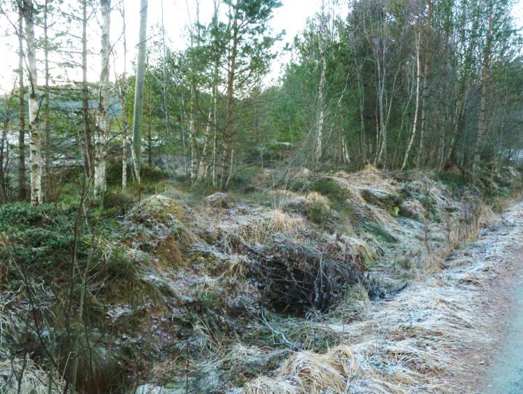 Figur 3: Kantsona mellom dagens enkle adkomstveg til utbyggingsområdet og Einsetmyra naturreservat. Det er ei smal kantsone preget av småvokst blandingsskog med bjørk og furu.